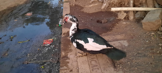 Canard De La Rue