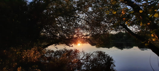 2022-09-08 Coucher De Soleil (Vue Grenouille)