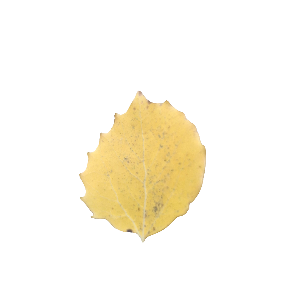 2024-10-02 The leaves that announce autumn (View 2.3)